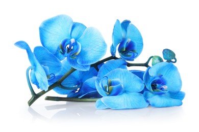 Photo of Beautiful blue orchid flowers on mirror surface against white background