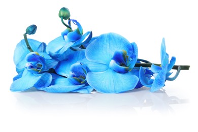 Photo of Beautiful blue orchid flowers on mirror surface against white background