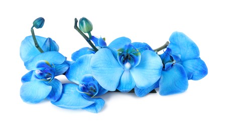 Photo of Beautiful blue orchid flowers isolated on white