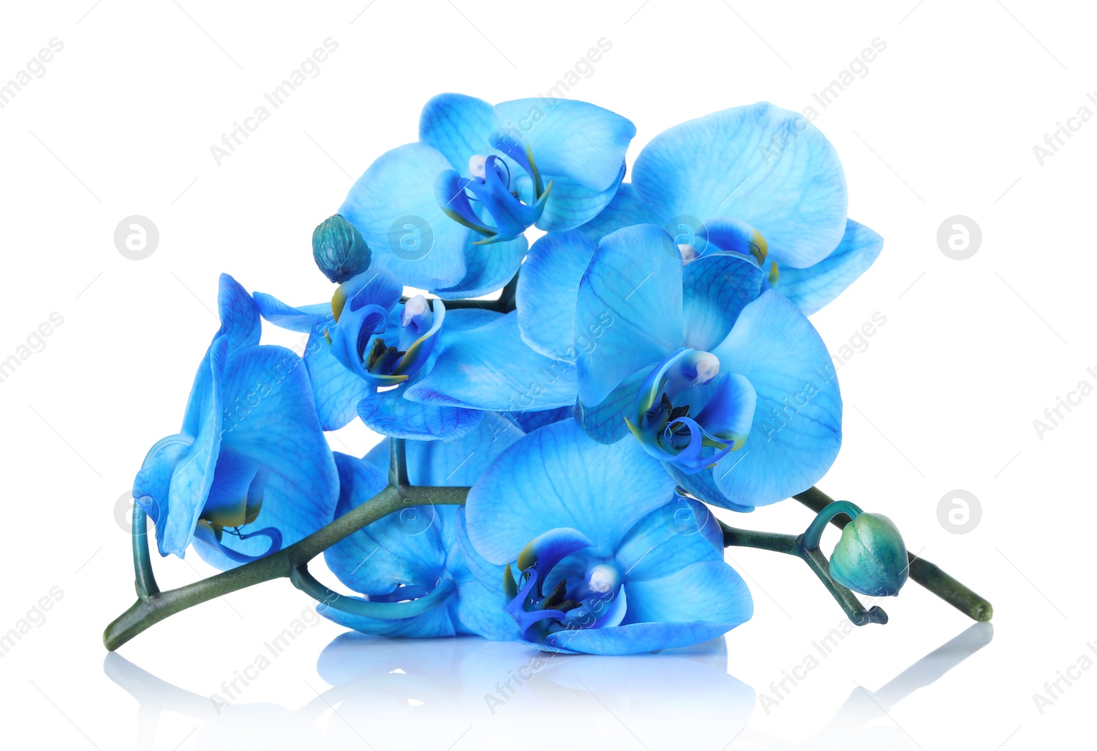 Beautiful blue orchid flowers on mirror surface against white background Photo of Beautiful blue orchid flowers on mirror surface against white background