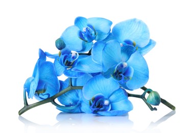Photo of Beautiful blue orchid flowers on mirror surface against white background