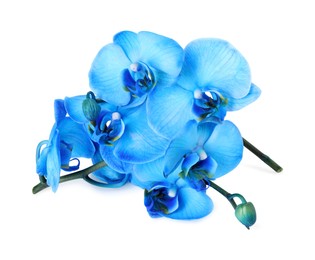 Photo of Beautiful blue orchid flowers isolated on white