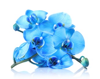 Photo of Beautiful blue orchid flowers on mirror surface against white background