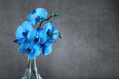 Photo of Beautiful blue orchid flowers in glass vase on grey background, closeup. Space for text