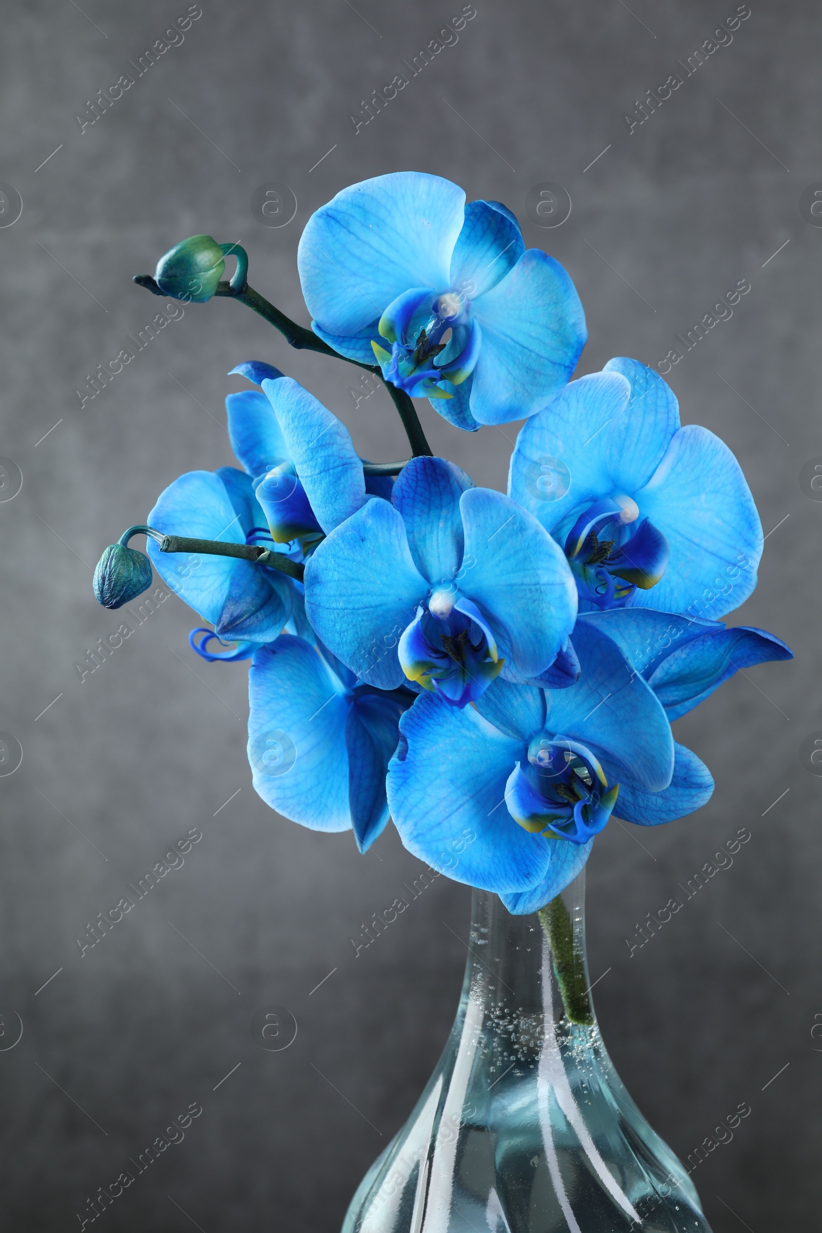 Beautiful blue orchid flowers in glass vase on grey background, closeup Photo of Beautiful blue orchid flowers in glass vase on grey background, closeup