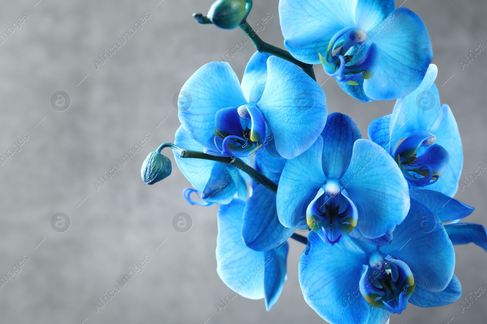 Beautiful blue orchid flowers on grey background, closeup. Space for text Photo of Beautiful blue orchid flowers on grey background, closeup. Space for text