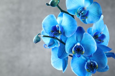 Photo of Beautiful blue orchid flowers on grey background, closeup. Space for text