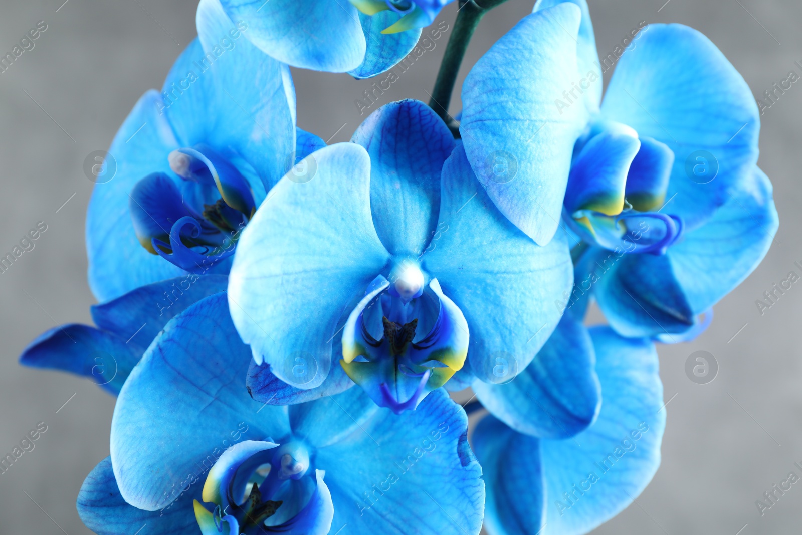 Beautiful blue orchid flowers on grey background, closeup Photo of Beautiful blue orchid flowers on grey background, closeup
