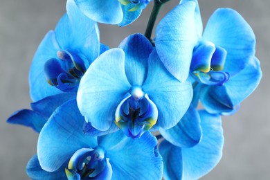 Photo of Beautiful blue orchid flowers on grey background, closeup