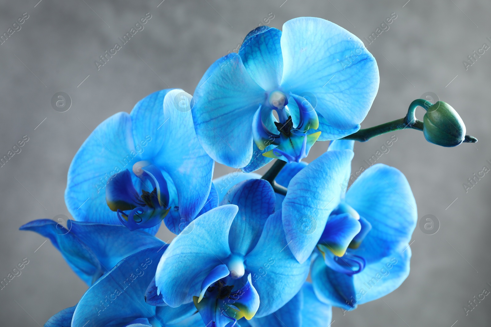 Beautiful blue orchid flowers on grey background, closeup Photo of Beautiful blue orchid flowers on grey background, closeup