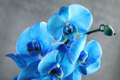 Photo of Beautiful blue orchid flowers on grey background, closeup