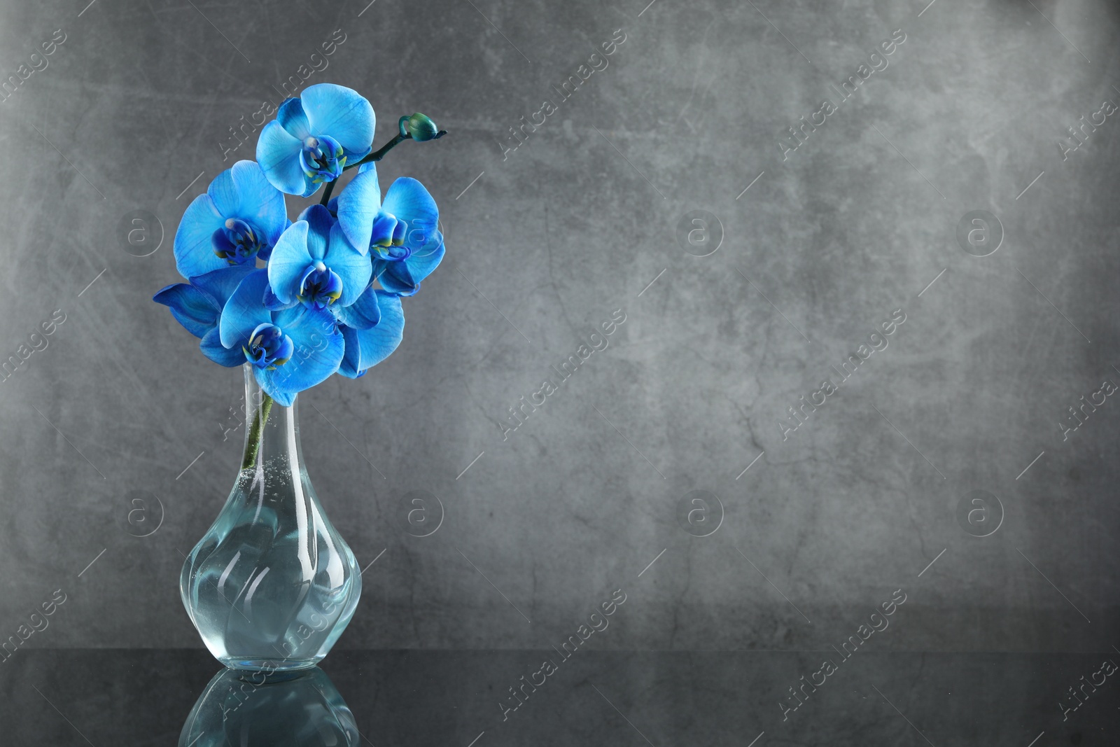 Beautiful blue orchid flowers in glass vase on mirror surface, space for text Photo of Beautiful blue orchid flowers in glass vase on mirror surface, space for text
