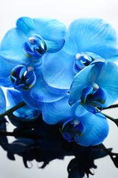 Photo of Beautiful blue orchid flowers on mirror surface, closeup