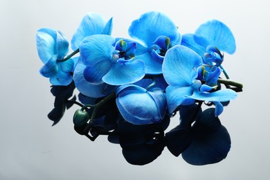 Photo of Beautiful blue orchid flowers on mirror surface