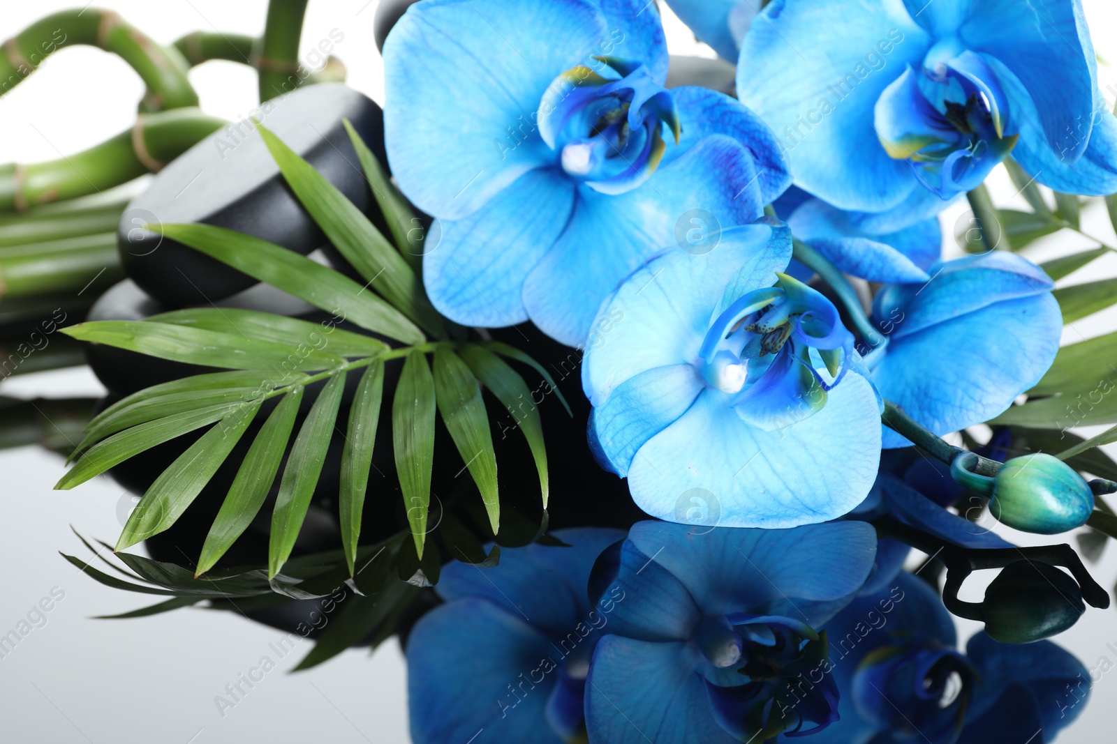 Beautiful blue orchid flowers, green leaves and spa stones on mirror surface, closeup Photo of Beautiful blue orchid flowers, green leaves and spa stones on mirror surface, closeup