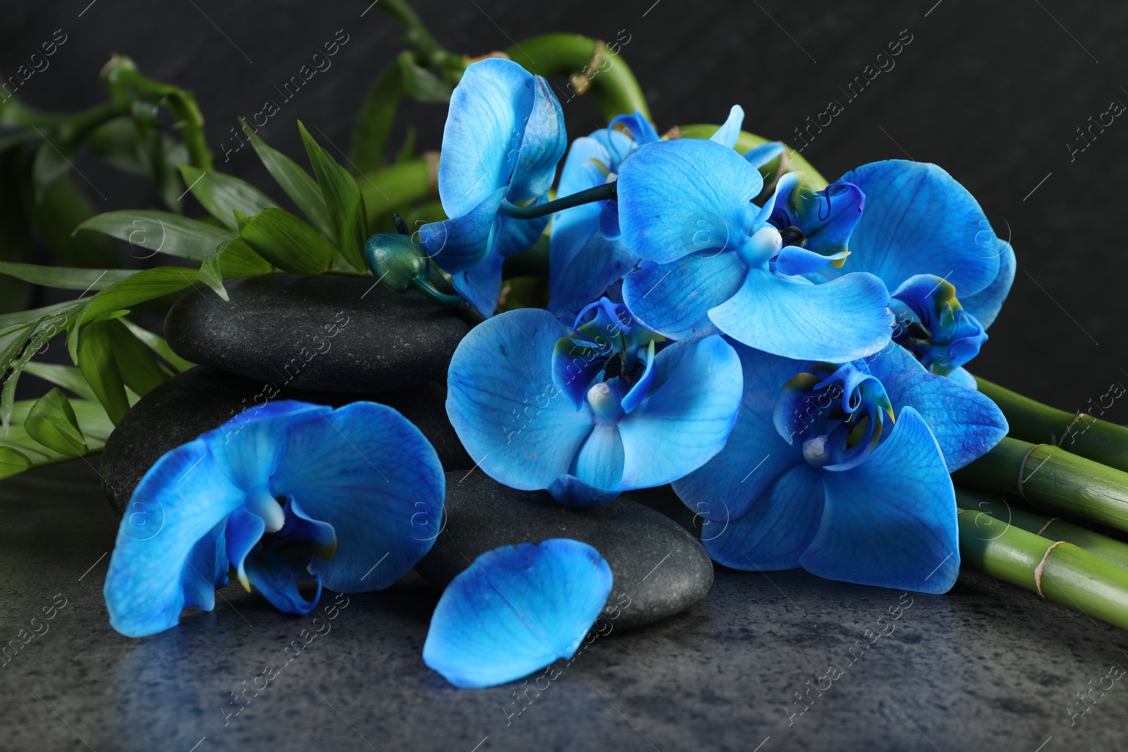 Beautiful blue orchid flowers, bamboo stems, green leaves and spa stones on grey table, closeup Photo of Beautiful blue orchid flowers, bamboo stems, green leaves and spa stones on grey table, closeup