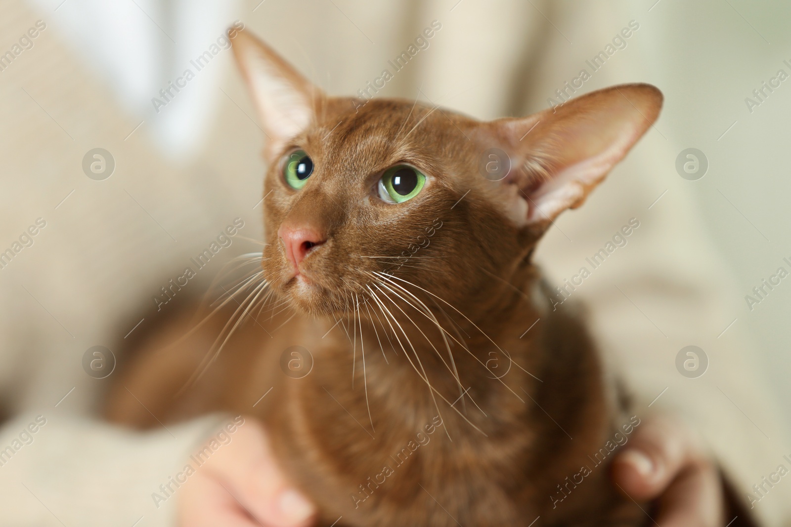 Photo of Woman with cute Oriental Shorthair cat at home, closeup. Adorable pet