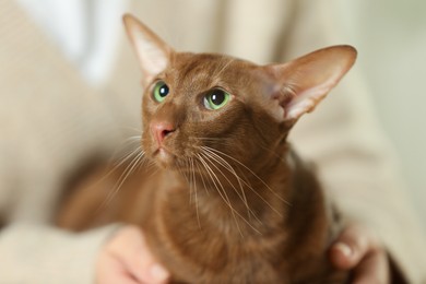 Photo of Woman with cute Oriental Shorthair cat at home, closeup. Adorable pet