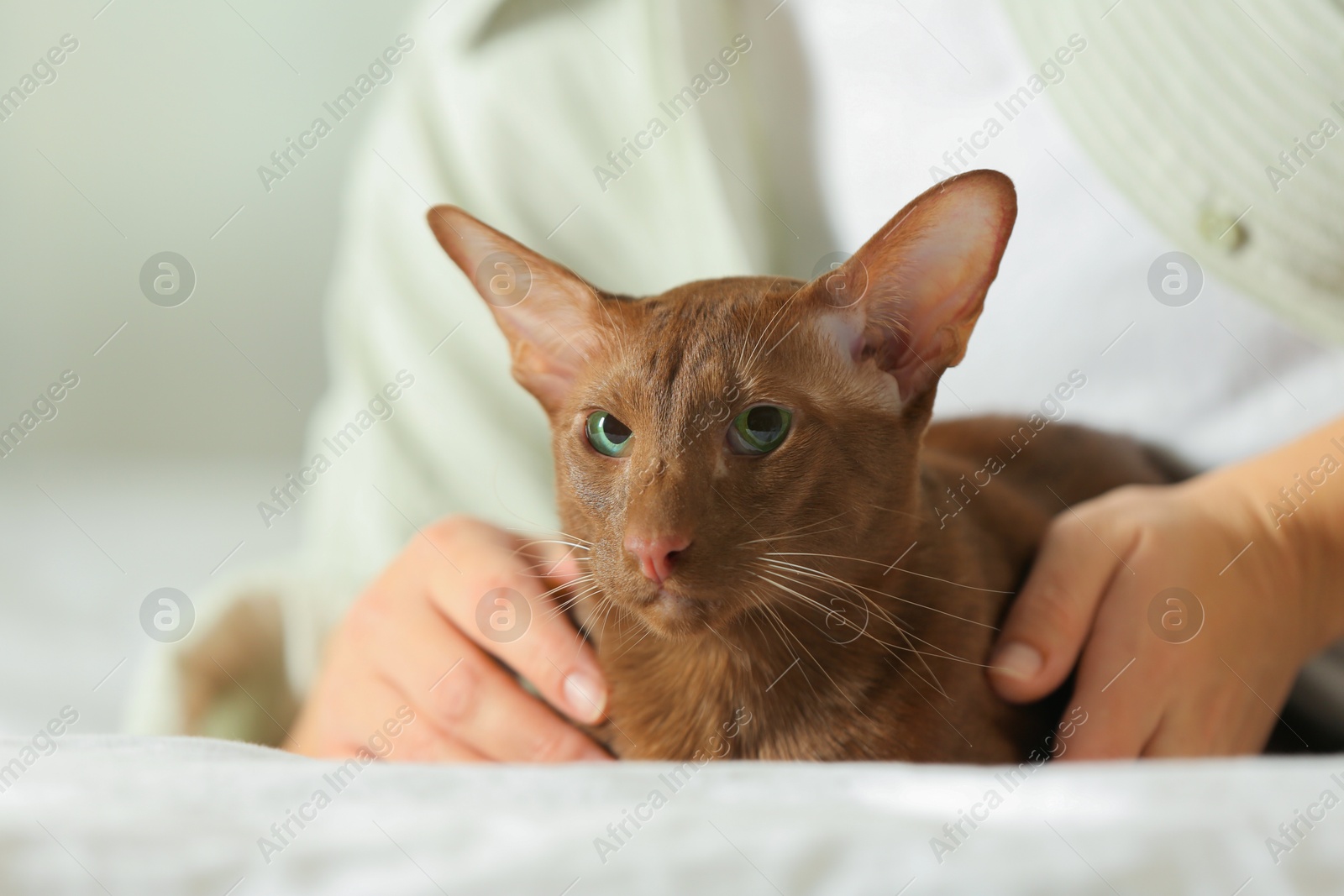 Photo of Woman with cute Oriental Shorthair cat at home, closeup. Adorable pet