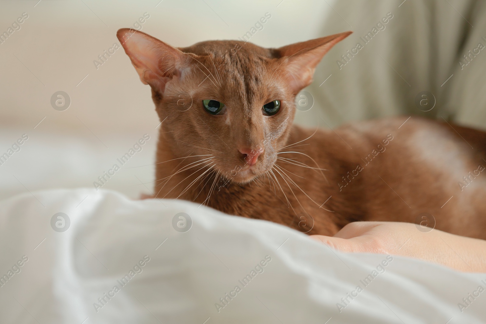 Photo of Woman with cute Oriental Shorthair cat at home, closeup. Adorable pet