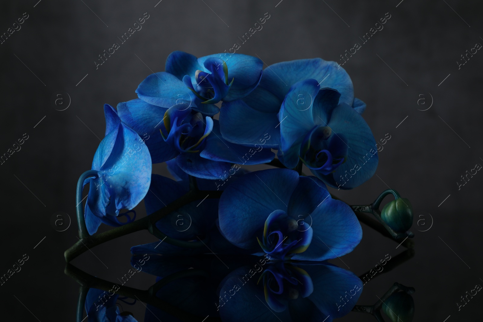 Beautiful blue orchid flowers on mirror surface Photo of Beautiful blue orchid flowers on mirror surface