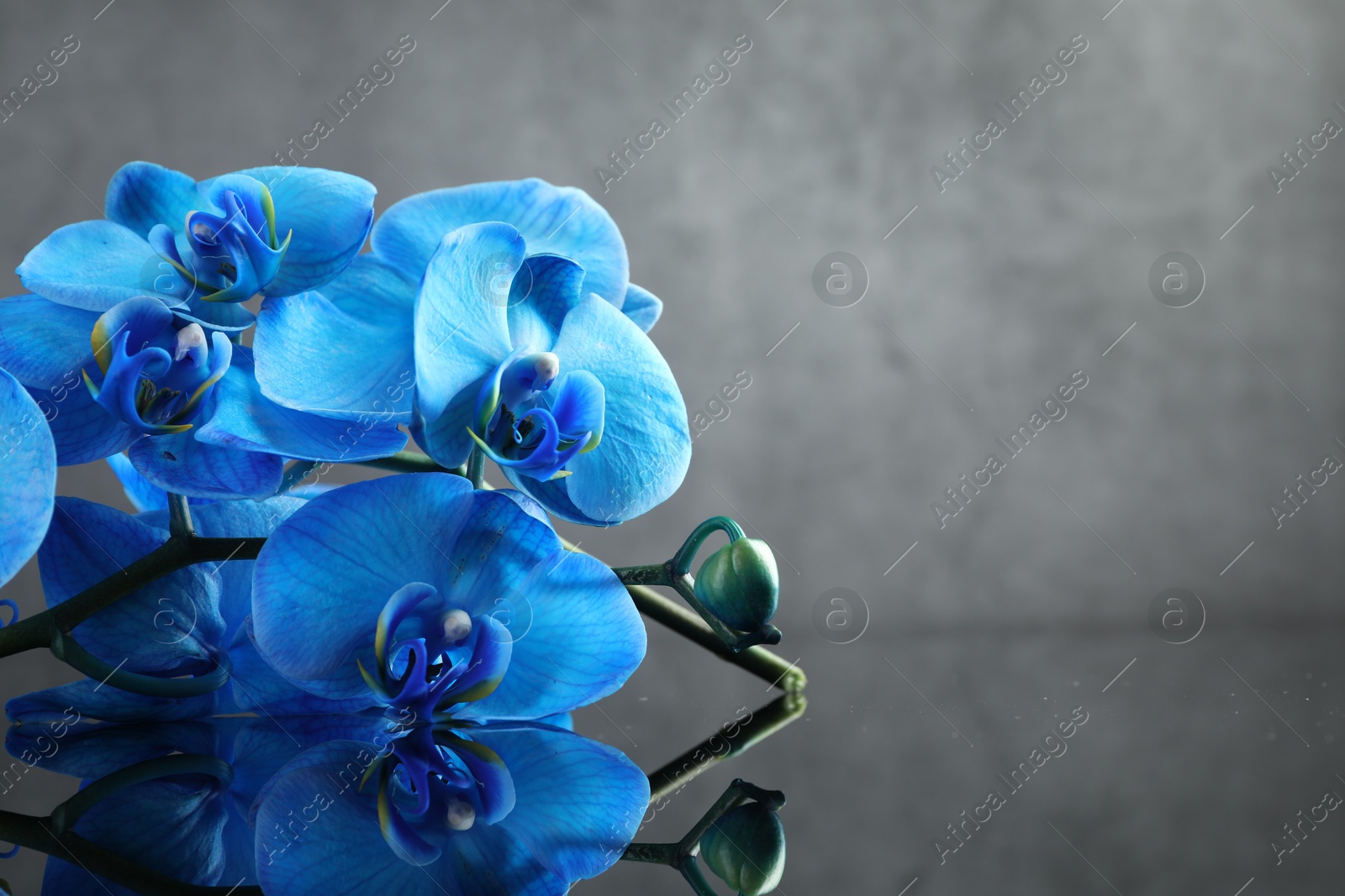Beautiful blue orchid flowers on mirror surface, space for text Photo of Beautiful blue orchid flowers on mirror surface, space for text