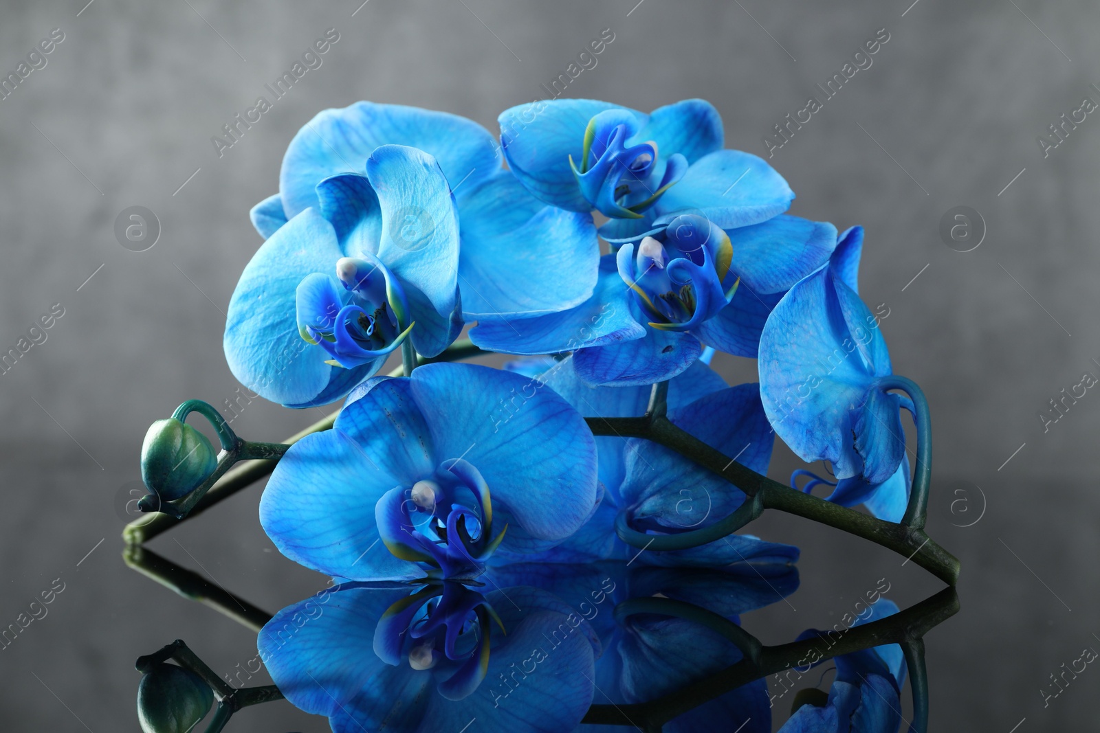 Beautiful blue orchid flowers on mirror surface Photo of Beautiful blue orchid flowers on mirror surface