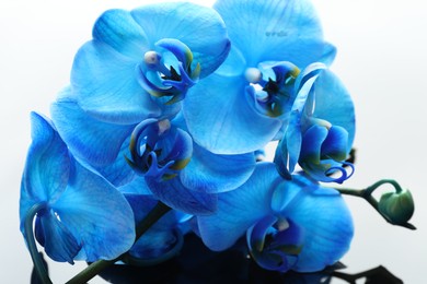 Photo of Beautiful blue orchid flowers on mirror surface, closeup