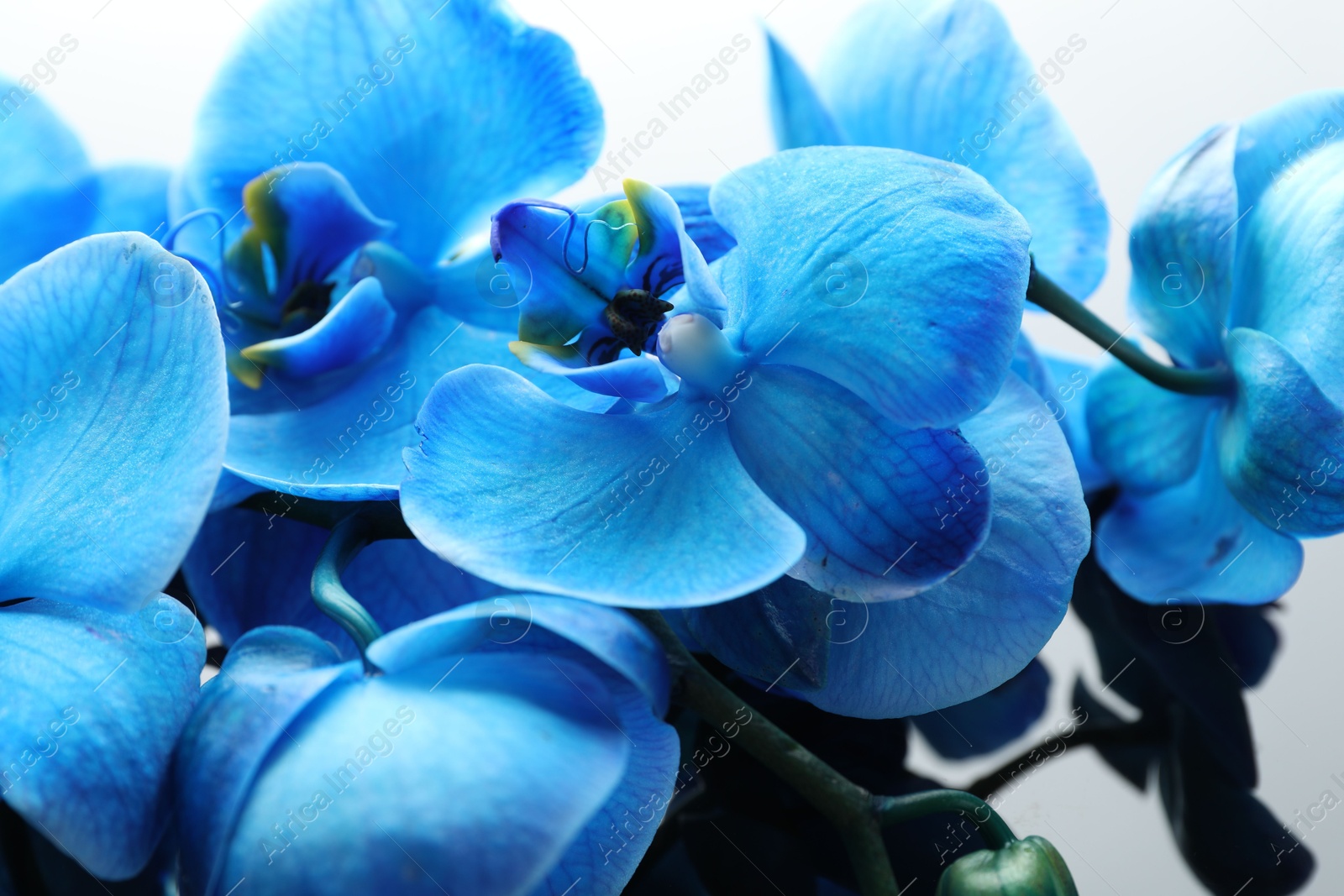 Beautiful blue orchid flowers on mirror surface, closeup Photo of Beautiful blue orchid flowers on mirror surface, closeup