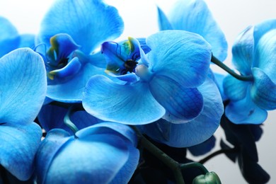 Photo of Beautiful blue orchid flowers on mirror surface, closeup