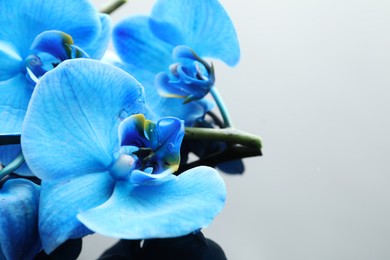Photo of Beautiful blue orchid flowers on mirror surface, closeup. Space for text