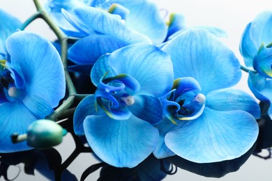 Photo of Beautiful blue orchid flowers on mirror surface, closeup