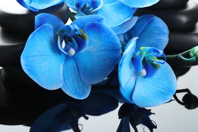 Photo of Beautiful blue orchid flowers and spa stones on mirror surface, closeup