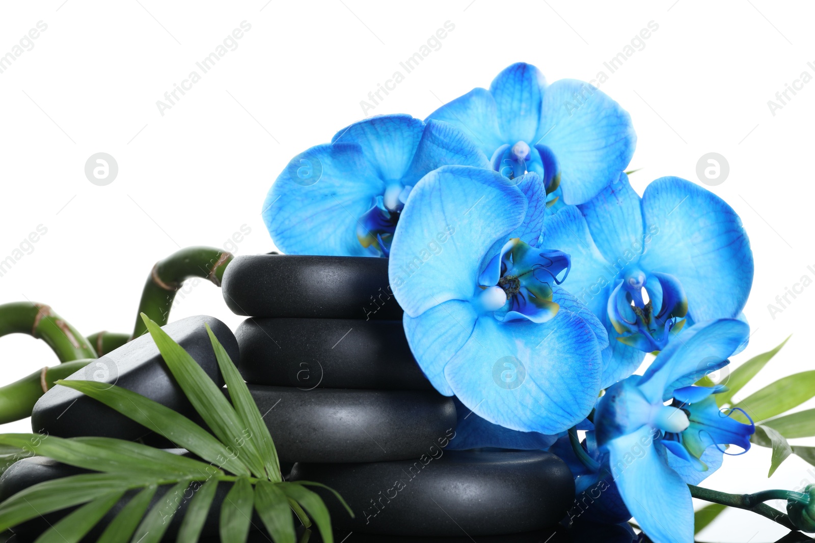 Beautiful blue orchid flowers, bamboo stems, green leaves and spa stones on white background, closeup Photo of Beautiful blue orchid flowers, bamboo stems, green leaves and spa stones on white background, closeup