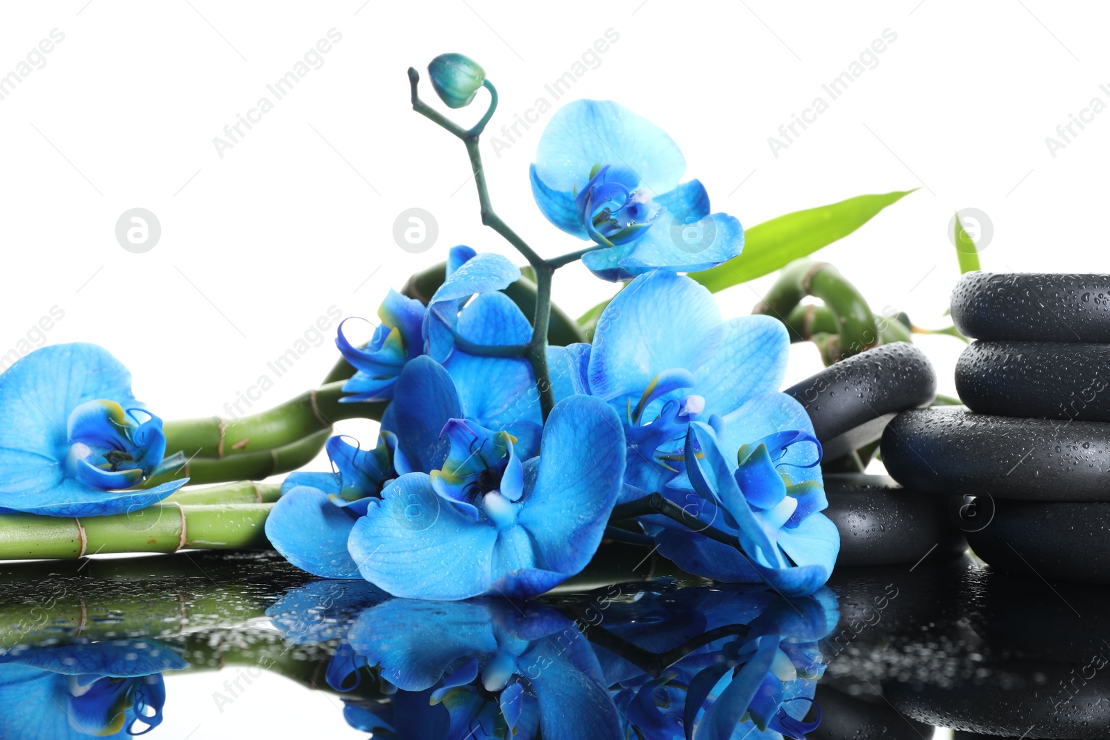 Beautiful blue orchid flowers, bamboo stems and spa stones on wet mirror surface against white background Photo of Beautiful blue orchid flowers, bamboo stems and spa stones on wet mirror surface against white background