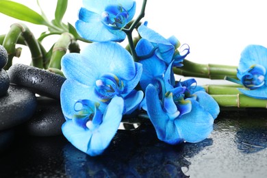 Photo of Beautiful blue orchid flowers, bamboo stems and spa stones on wet mirror surface against white background, closeup