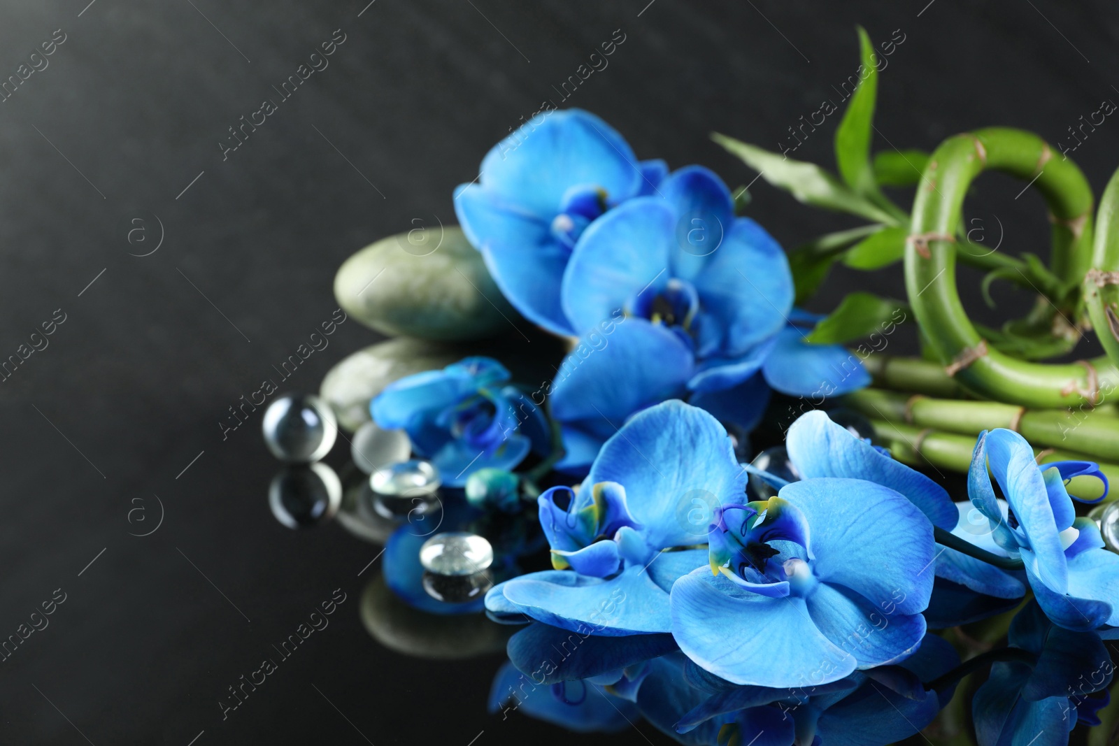 Beautiful blue orchid flowers, decorative stones and bamboo stems on mirror surface, closeup. Space for text Photo of Beautiful blue orchid flowers, decorative stones and bamboo stems on mirror surface, closeup. Space for text