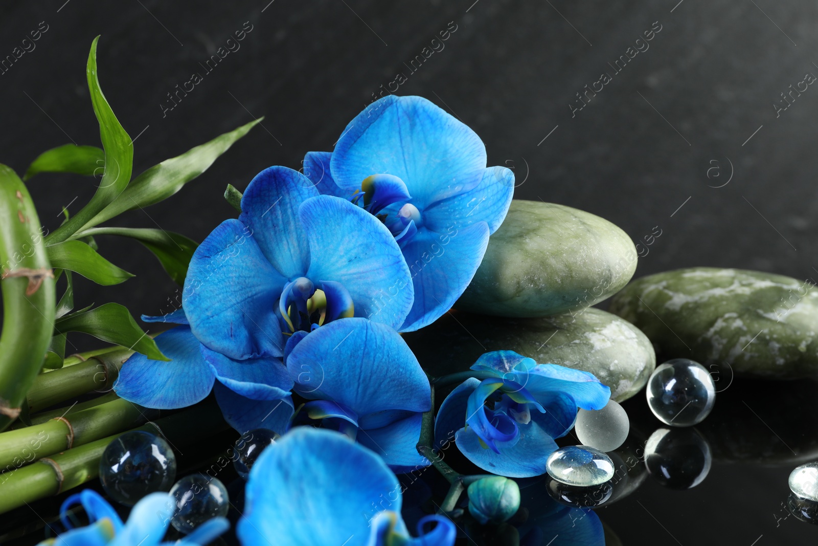 Beautiful blue orchid flowers, decorative stones and bamboo stems on mirror surface, closeup Photo of Beautiful blue orchid flowers, decorative stones and bamboo stems on mirror surface, closeup