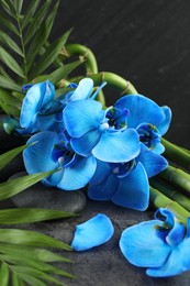 Photo of Beautiful blue orchid flowers, bamboo stems, green leaves and spa stones on grey table, closeup