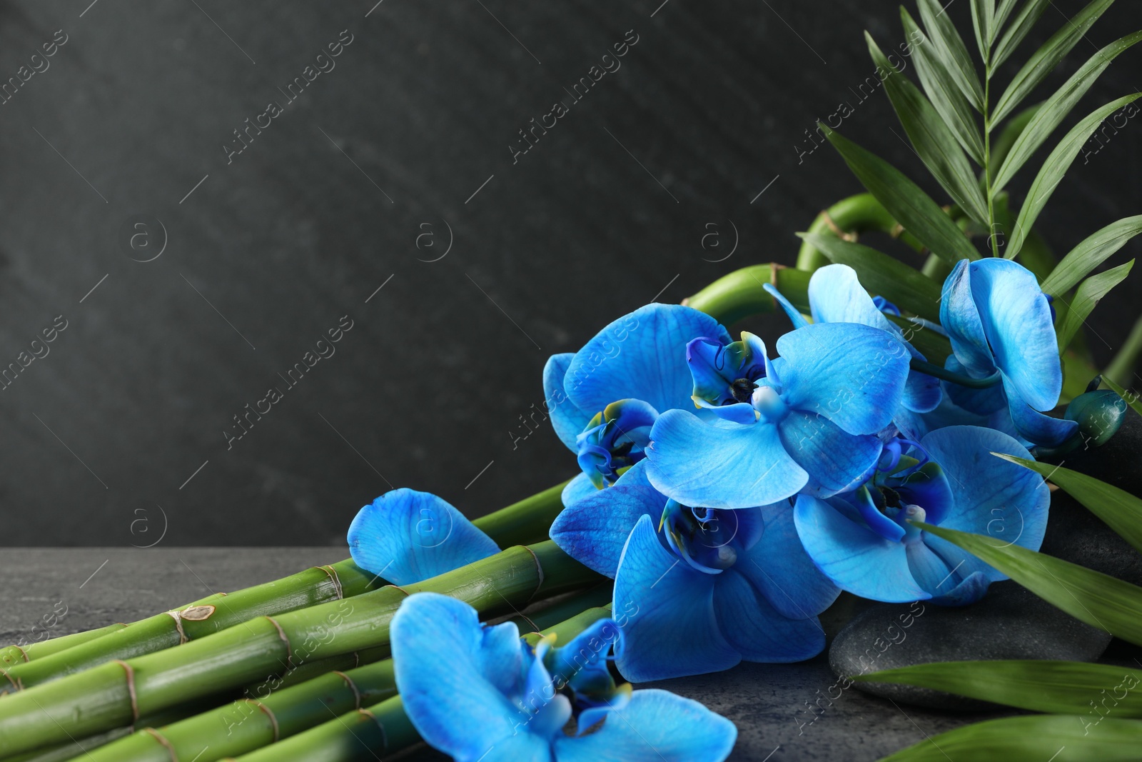 Beautiful blue orchid flowers, bamboo stems, green leaves and spa stones on grey table, closeup Photo of Beautiful blue orchid flowers, bamboo stems, green leaves and spa stones on grey table, closeup
