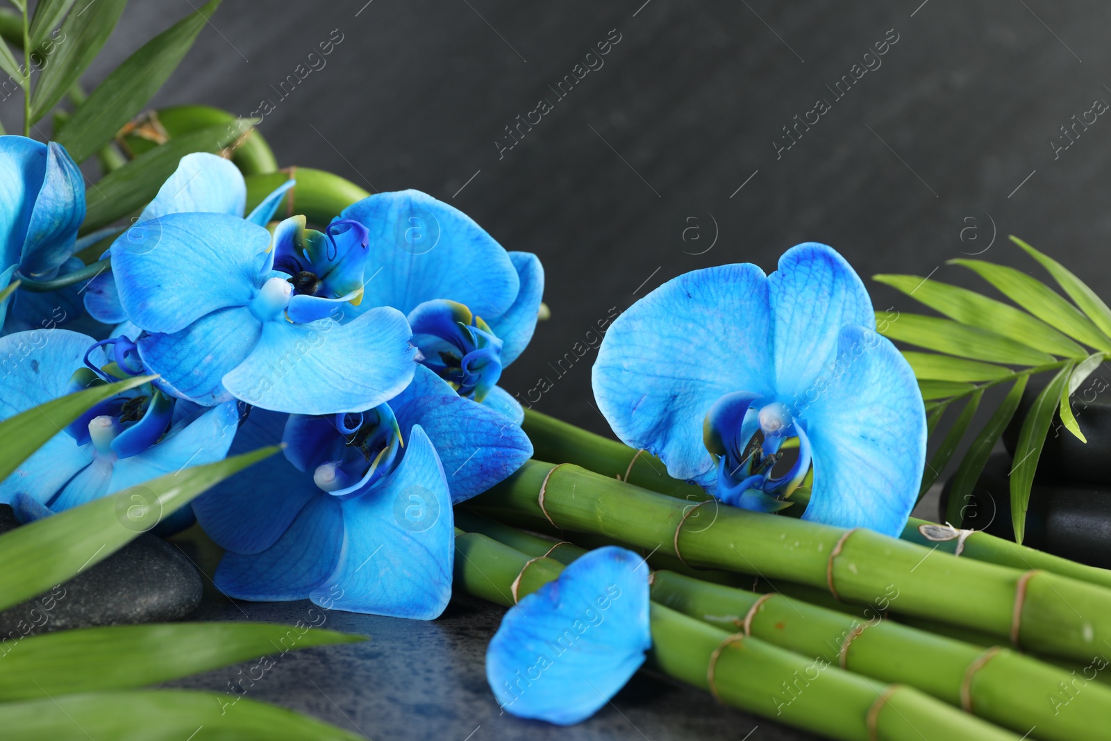 Beautiful blue orchid flowers, bamboo stems, green leaves and spa stones on grey table, closeup Photo of Beautiful blue orchid flowers, bamboo stems, green leaves and spa stones on grey table, closeup