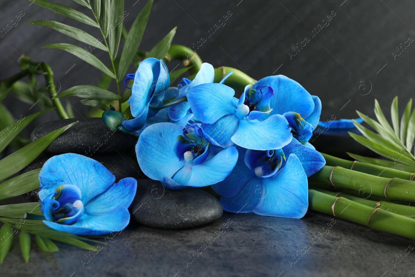 Beautiful blue orchid flowers, bamboo stems, green leaves and spa stones on grey table, closeup Photo of Beautiful blue orchid flowers, bamboo stems, green leaves and spa stones on grey table, closeup