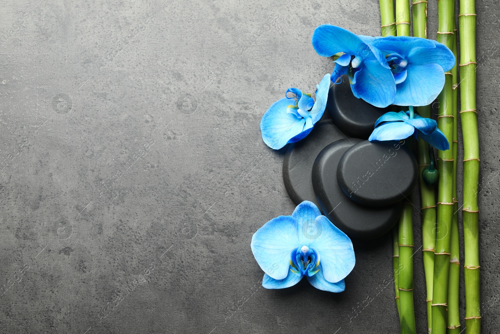 Beautiful blue orchid flowers, bamboo stems and spa stones on grey table, flat lay. Space for text Photo of Beautiful blue orchid flowers, bamboo stems and spa stones on grey table, flat lay. Space for text