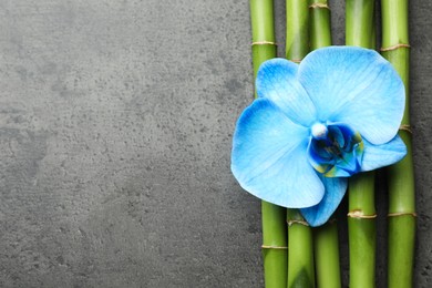 Photo of Beautiful blue orchid flower and bamboo stems on grey table, flat lay. Space for text