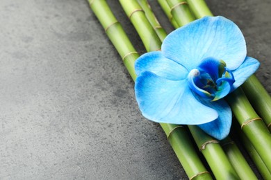 Photo of Beautiful blue orchid flower and bamboo stems on grey table, closeup. Space for text