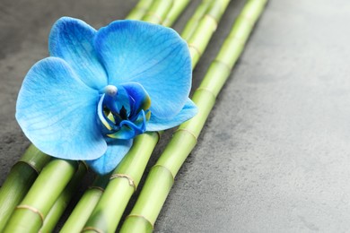 Photo of Beautiful blue orchid flower and bamboo stems on grey table, closeup. Space for text