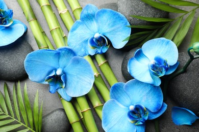 Photo of Beautiful blue orchid flowers, bamboo stems, green leaves and spa stones on grey table, flat lay