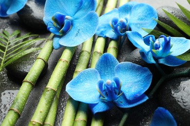 Photo of Beautiful blue orchid flowers, bamboo stems, green leaves and spa stones on wet surface, closeup