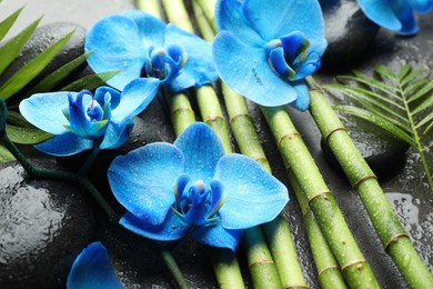 Photo of Beautiful blue orchid flowers, bamboo stems, green leaves and spa stones on wet surface, closeup