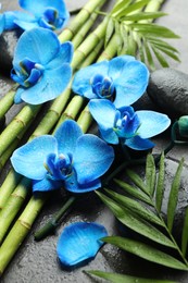 Photo of Beautiful blue orchid flowers, bamboo stems, green leaves and spa stones on wet grey surface, closeup